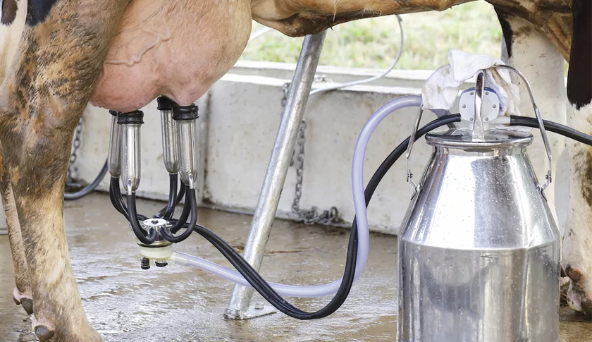 Hayvancılık ve Süt Sağım Sistemleri